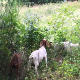 Hermione, Neville & Ginny collared and eating away the brush. YAY GOATS!